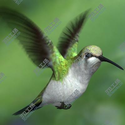 images/goods_img/202105073/Humming Bird/2.jpg